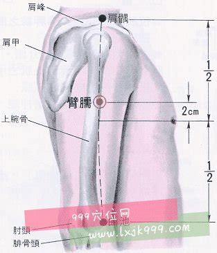 臂儒穴